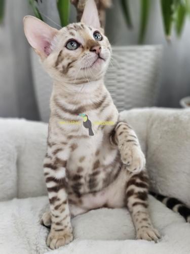 Bengal snow mink female