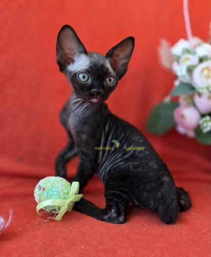 Devon rex female