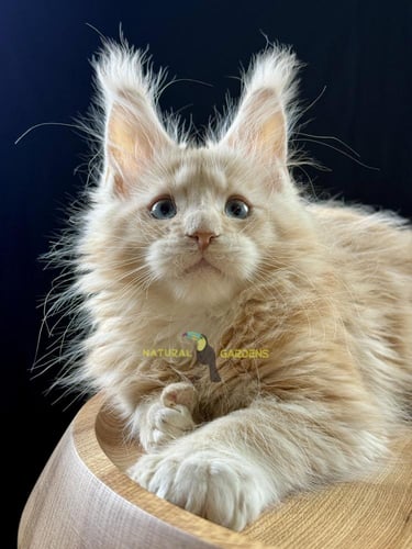 Maine coon polydactyl blue eyes male