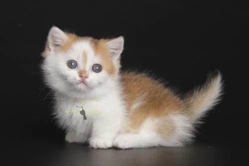 Munchkin male