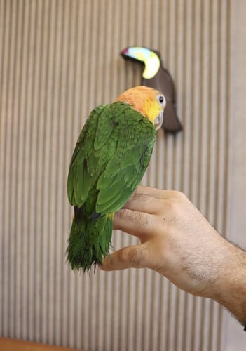 فرخ كايك وايت بيلي اليف