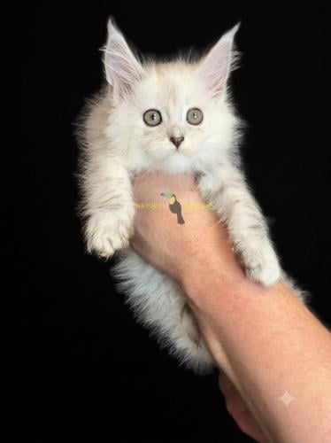 Maine coon female