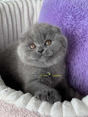 Scottish fold female