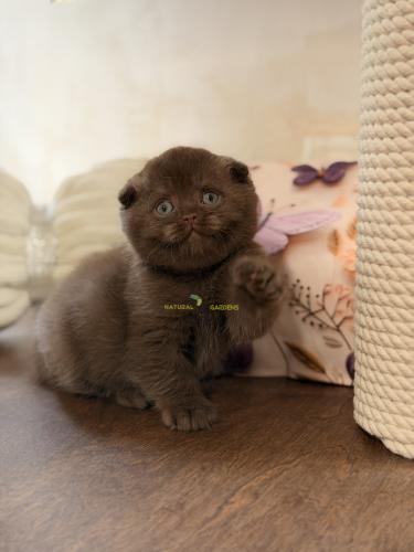 Scottish fold male