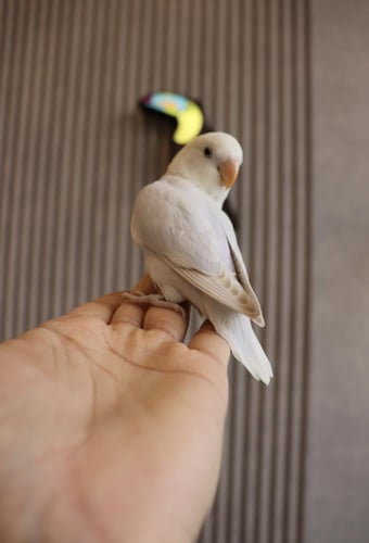 روز اليف وهدد