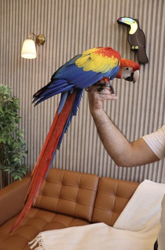 فرخ مكاو سكارليت اليف