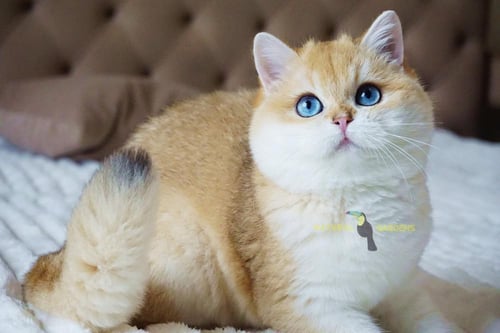 Brittish shorthair male