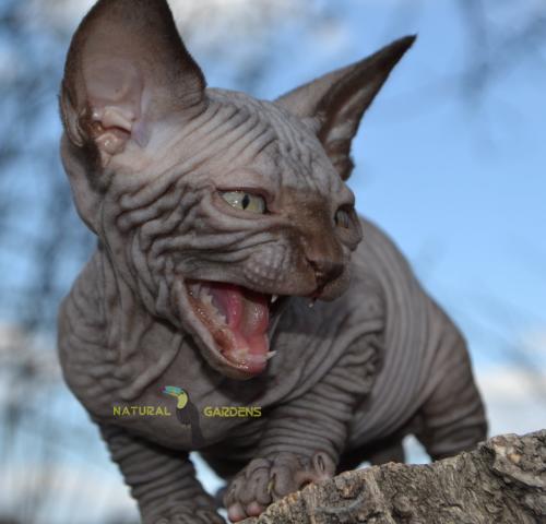 Canadian Sphynx