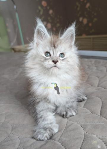 maine coon polydactyl male