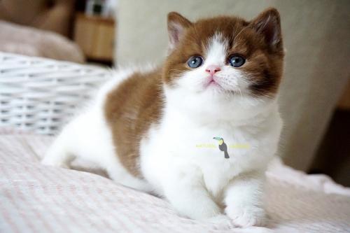 British shorthair male