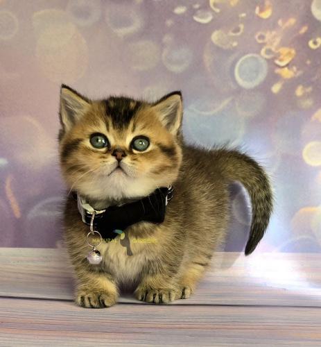 Munchkin male