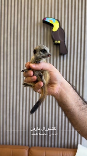 ميركات تيمون (مواليد)