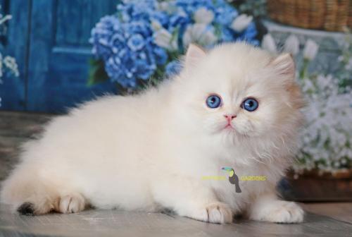 British Longhair male