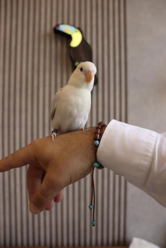 روز اليف وهدد