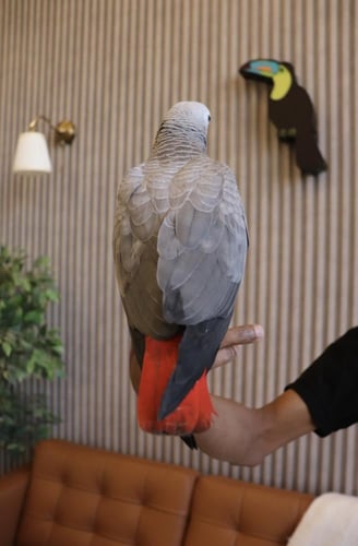 فرخ ببغاء كاسكو اليف