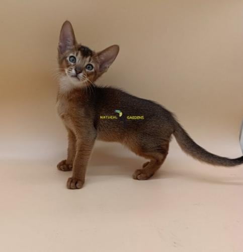 Abyssinian male