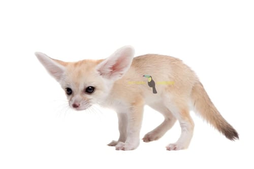 Fennec fox