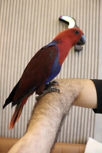 ببغاء اكلكتوس اليف وهدد