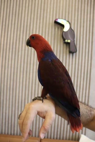 ببغاء اكلكتوس اليف وهدد