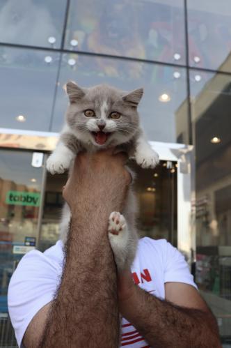 Munchkin male