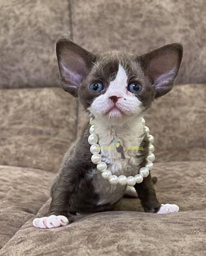 Devon rex female