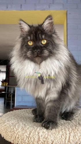 Maine coon yellow eyes female
