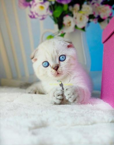 Scottish fold male
