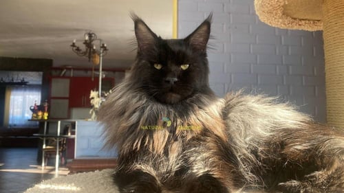 Maine coon male