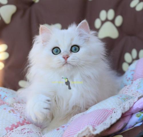 British Longhair male