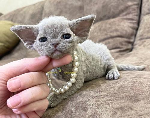 Devon rex male