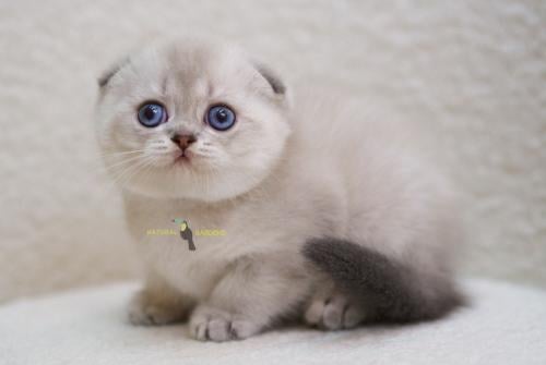 Scottish fold male
