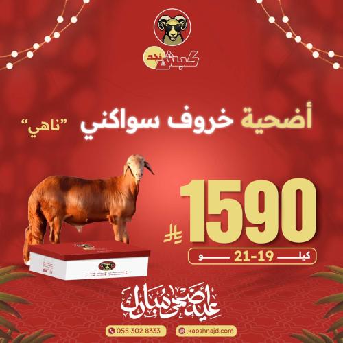أضحية خروف سواكني ناهي