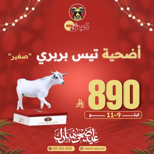 أضحية تيس بربري صغير