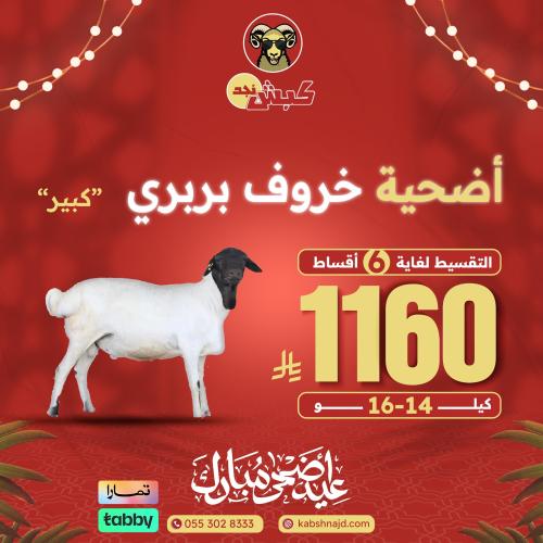 أضحية خروف بربري كبير