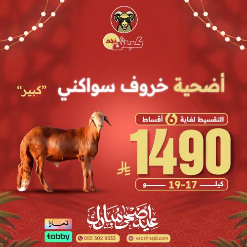 أضحية خروف سواكني كبير