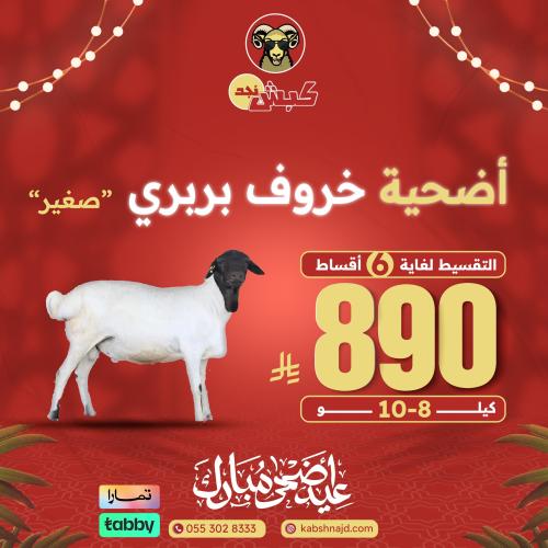 أضحية خروف بربري صغير