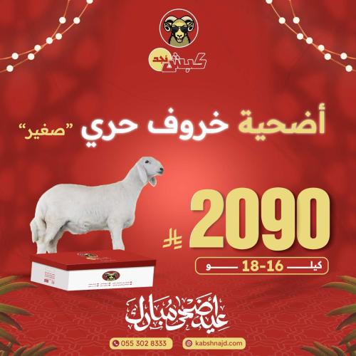 أضحية خروف حري صغير