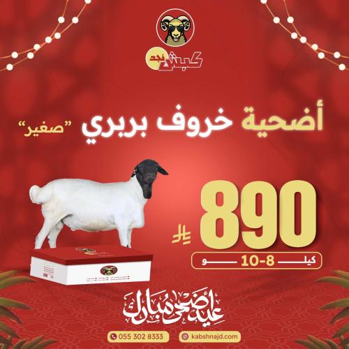 أضحية خروف بربري صغير
