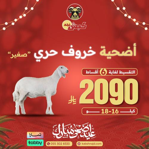 أضحية خروف حري صغير