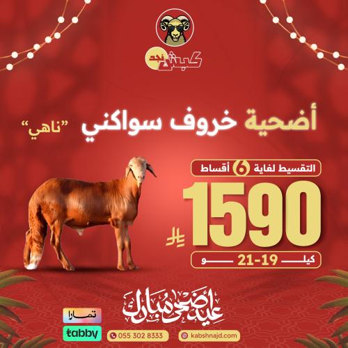 أضحية خروف سواكني ناهي