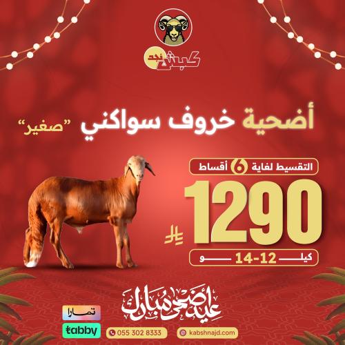 أضحية خروف سواكني صغير
