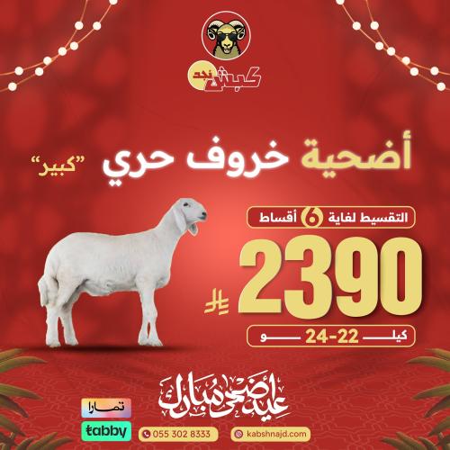 أضحية خروف حري كبير