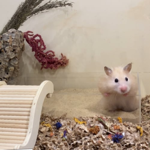 علبة رمل اكريلك