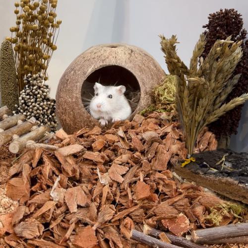 قشور جوز الهند