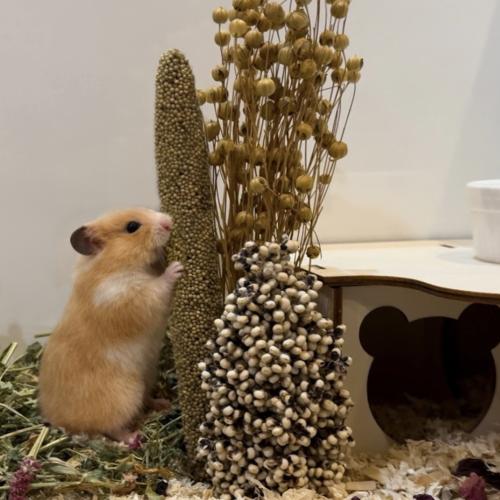 دخن لؤلؤي عضوي