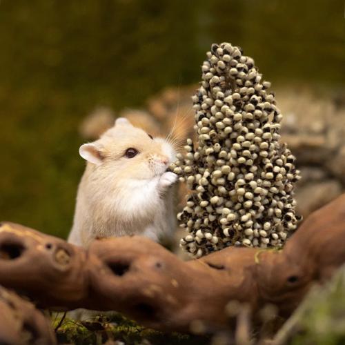 سورغم أبيض عضوي