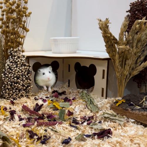 لعبة هامستر