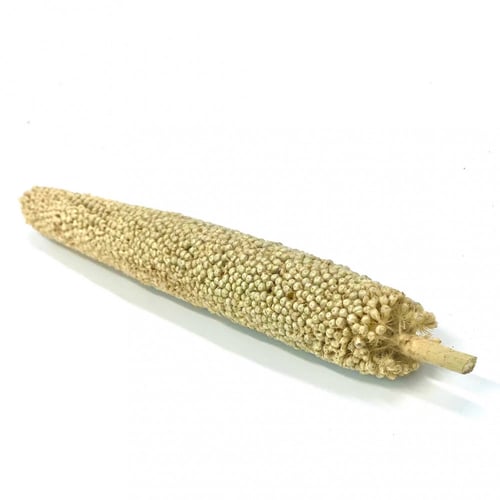 دخن لؤلؤي عضوي