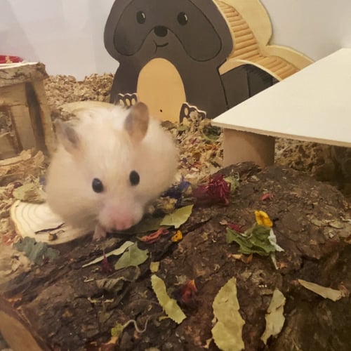 ورقيات مجففة