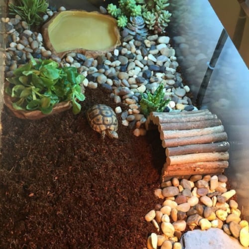 تربة جوز الهند مضغوطة